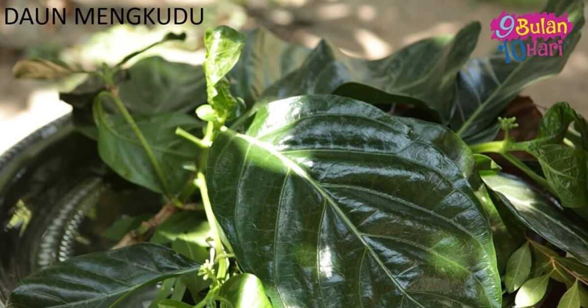 mandian herba daun mengkudu