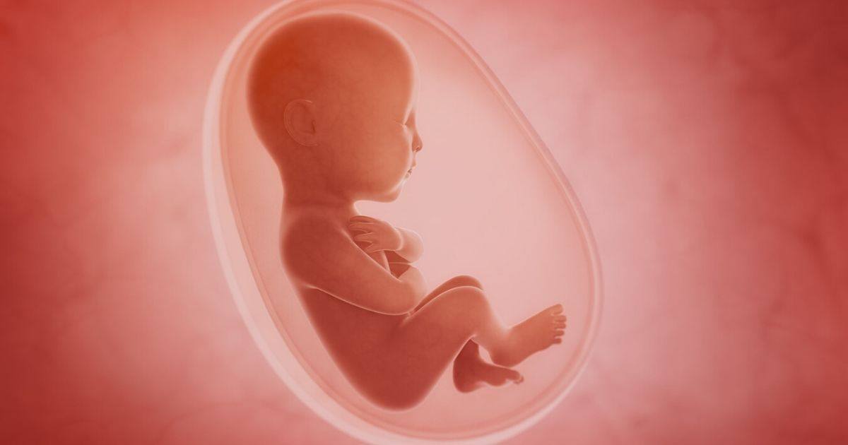 pergerakan bayi dalam perut ibu